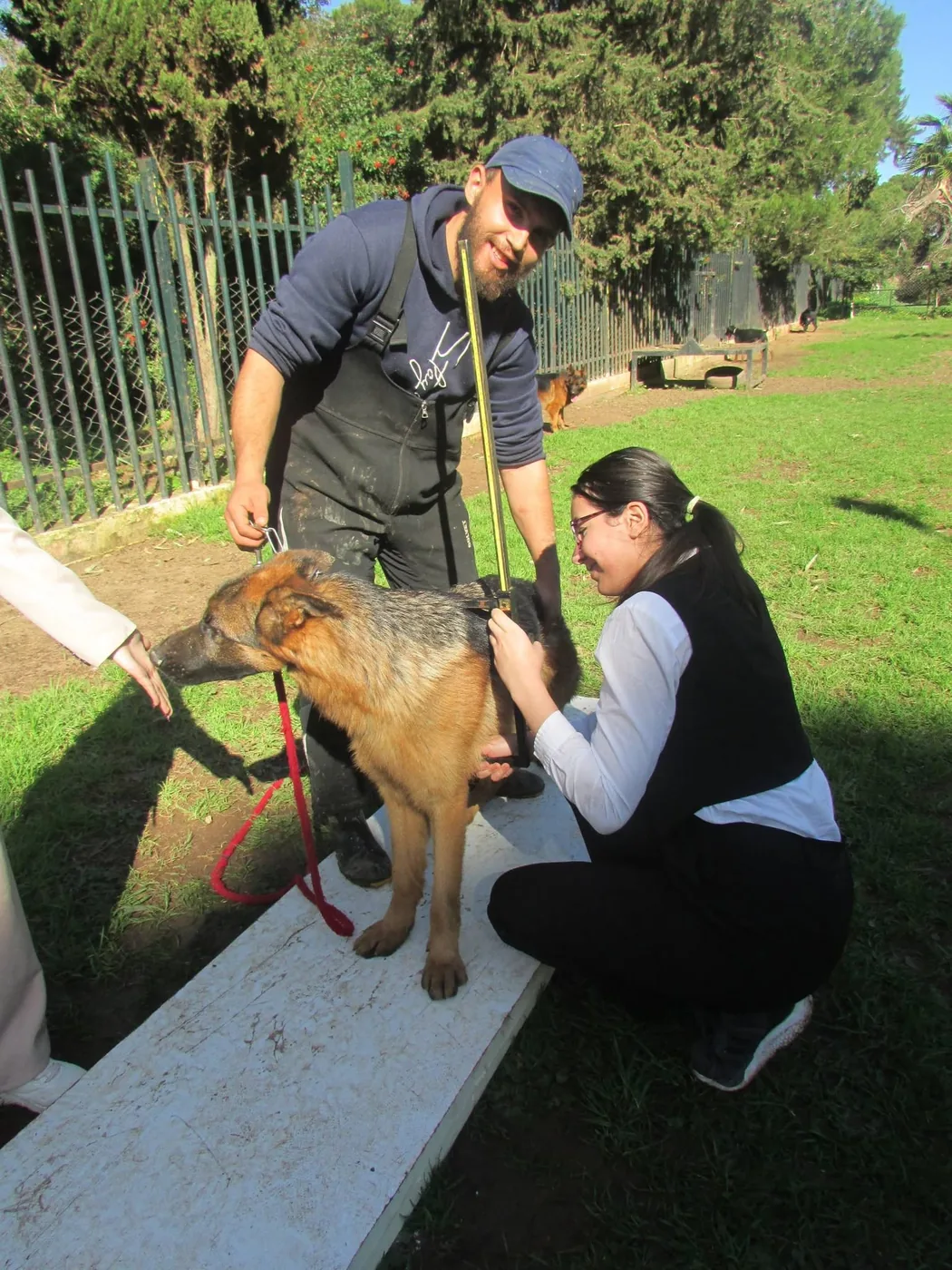 Practical work with a dog