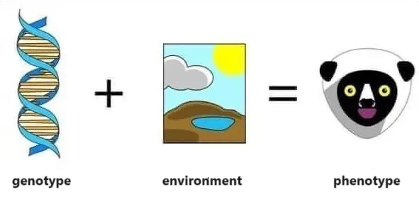 INFLUENCE OF THE ENVIRONMENT ON CHARACTER