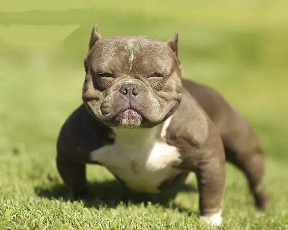 Exotic Bully pure breed no variant