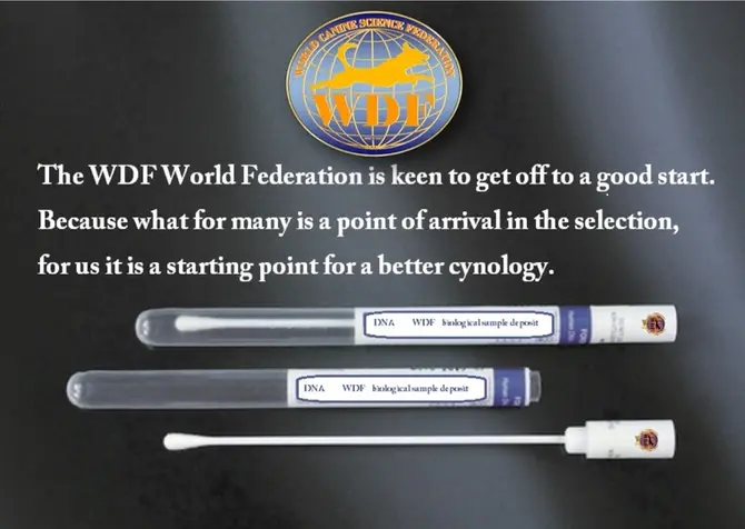 The WDF attentive to Genetics