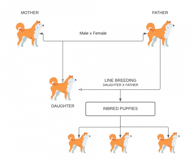 What do the terms inbreeding and linebreeding mean?