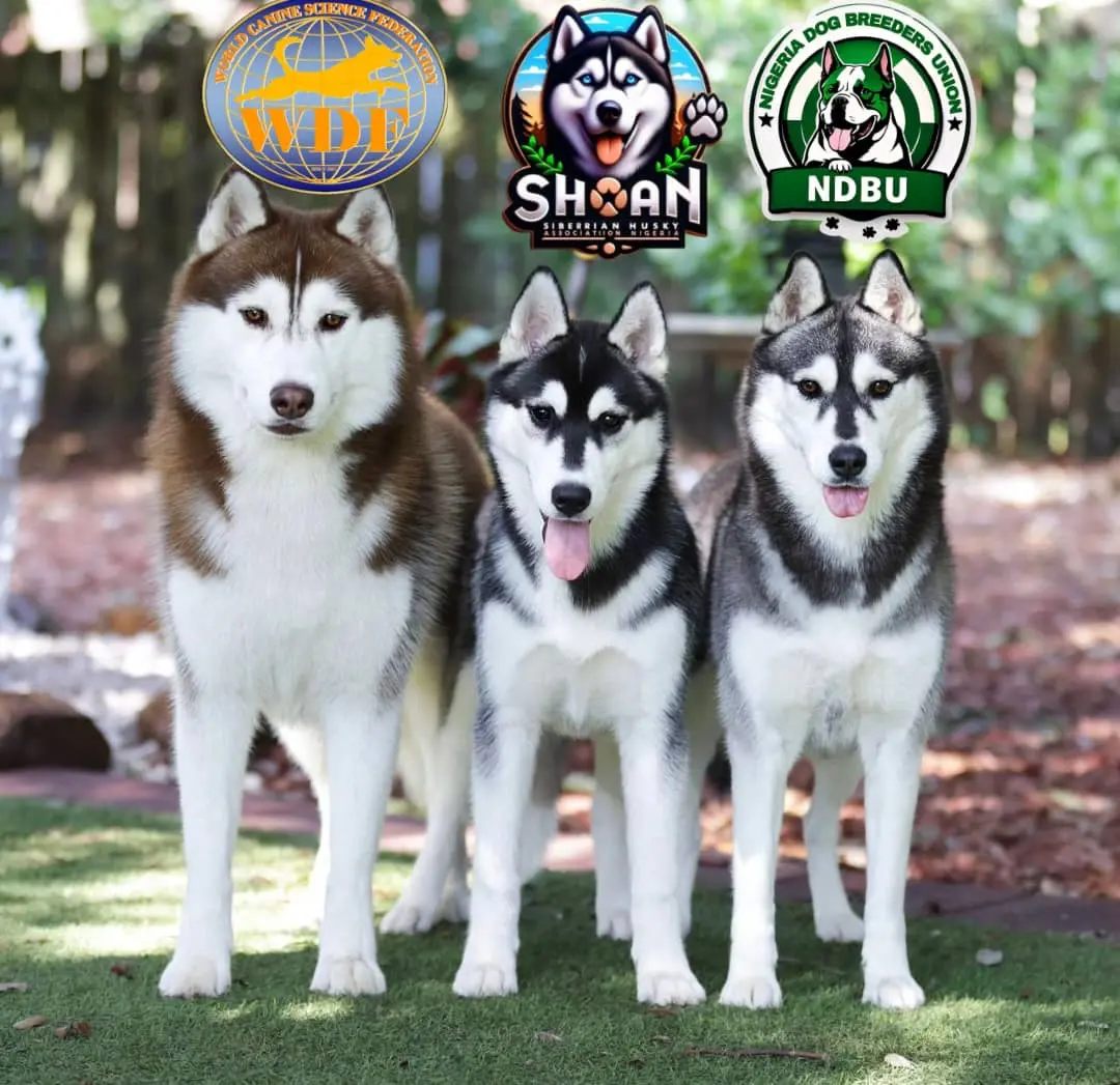 New club joins WDF
