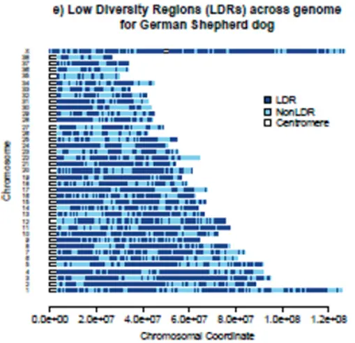 Visualizing inbreeding on the chromosome