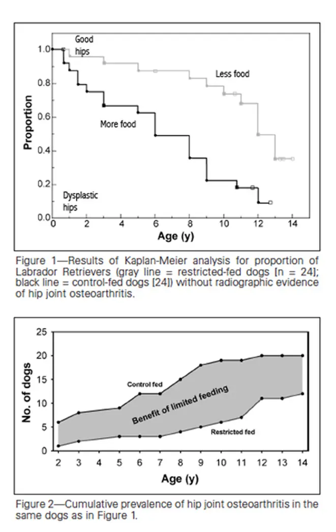 Locating the genes for hip dysplasia in dogs (Psssst! Look in the kibble bag)
