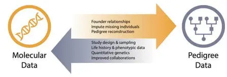 Pedigree and DNA: two fundamental tools for the selection of dog breeds